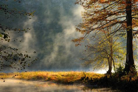Misty Morning In The Forest Photograph By Iris Greenwell Fine Art America