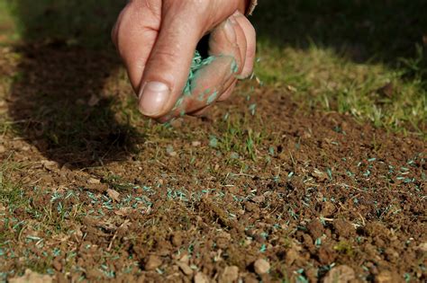 Overseeding Your Lawn Turf Seed And Turf