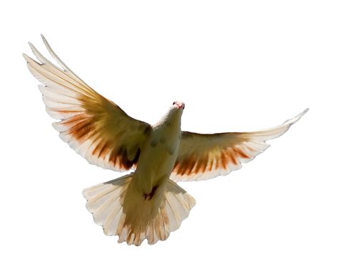 Pigeon Png Transparent Image Png Svg Clip Art For Web Download Clip