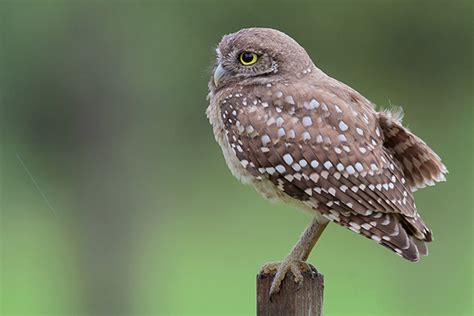 Burrowing Owl Id Facts Diet Habit And More Birdzilla