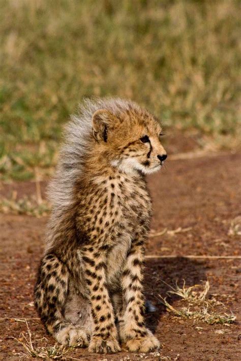 Cheetah Cub Photo By Ranger Diaries For More Things To Do And See In