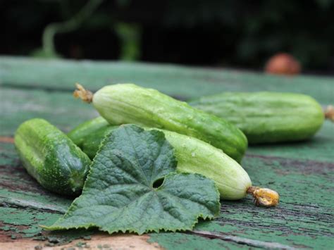 Cucumber Plant Problems Is It Safe To Eat White Cucumber Fruit