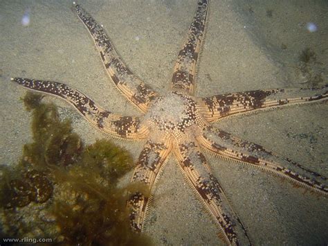 Luidia Australiae Also Known Sothern Sand Star Orderpaxillosida