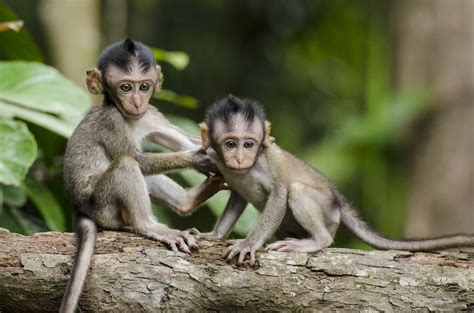 Free Download Best 500 Monkey Pictures Hd Download Free Images Stock