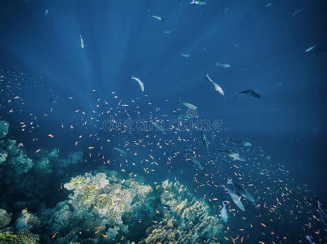 Beautiful Underwater World Coral Reef Rays Of Light Underwater Stock