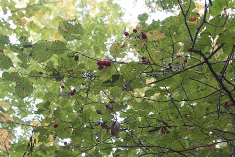 Washington Hawthorn Tree Thorns Crataegus Phaenopyrum Washington