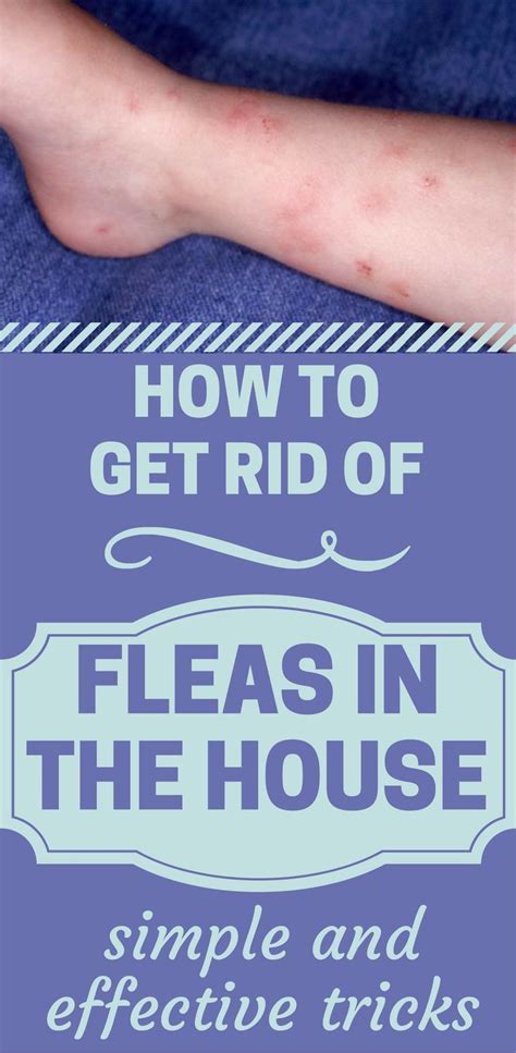 How To Get Rid Of Fleas In House Without Pets