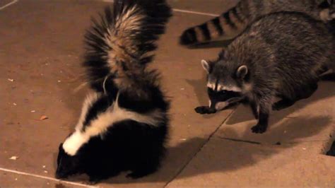 Skunk Vs Raccoons Скунс против енотов Youtube