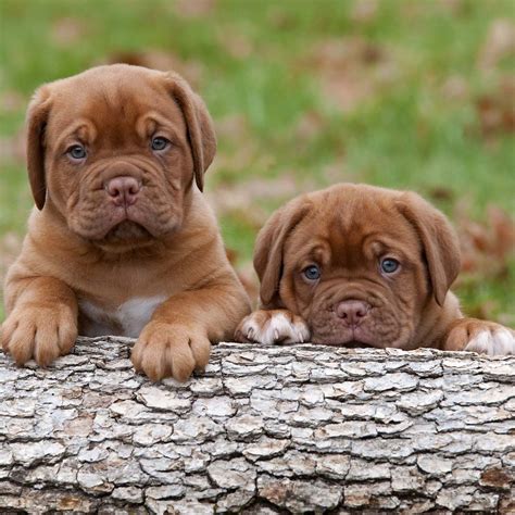 Dogue De Bordeaux Puppies With Super Adorable Eyes Pet Paw