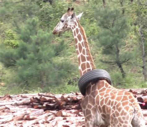 wildlife people remove tyre stuck around giraffe s neck rescue mission to remove a tyre 😰