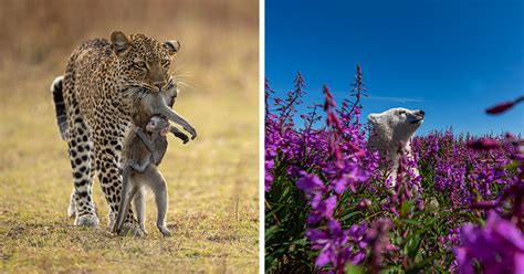 25 Incredible Images That Are Nominated For The Wildlife Photographer