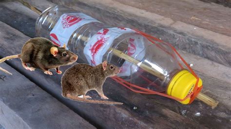Awesome Quick Rat Trap Using Plastice Bottle How To Make Mouse Trap That Work YouTube