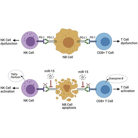 Mir A And Mir B Modulate Natural Killer And Cd T Cell Activation And Anti Tumor Immune