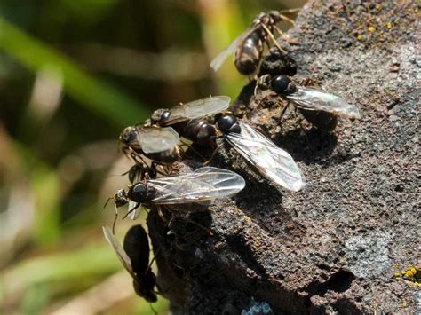 Mile Long Swarm Of Flying Ants Spotted Near South Coast And More Could