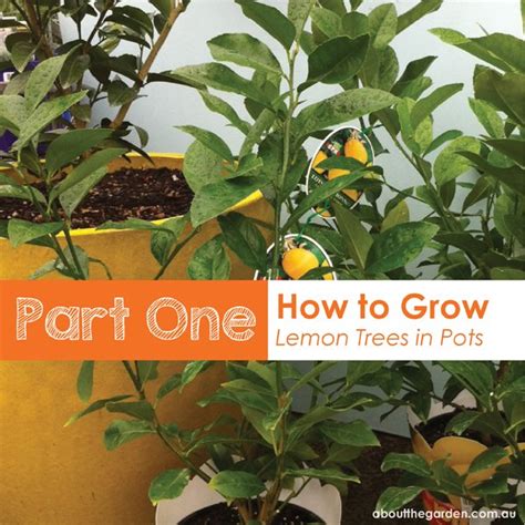 Part 1 How To Grow Potted Lemon Trees About The Garden Magazine