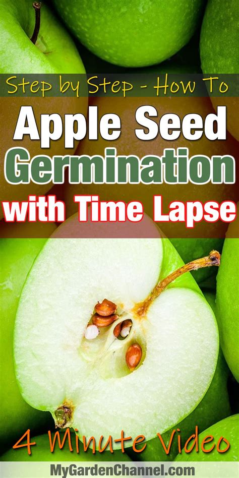Growing Apples From Seeds With Time Lapse Growing Apples From Seed