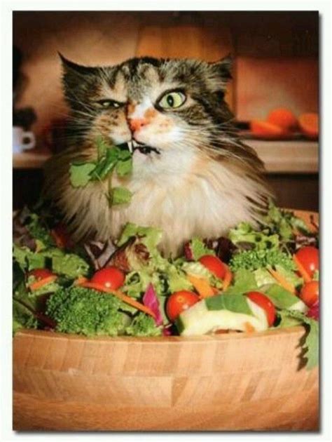 Vegetarian Funny Cat Memes Workout Humor Funny Cats