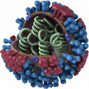 Images of Influenza Viruses - Seasonal Influenza (Flu) - CDC Influenza  
