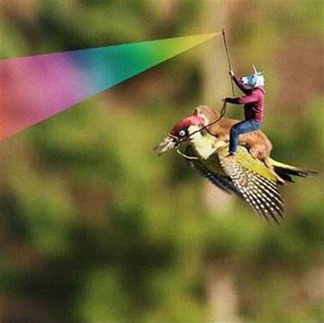 the internet had way to much fun with the weasel riding the woodpecker photo 20 pics