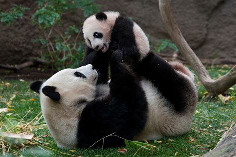 Panda Habitat Pandarific