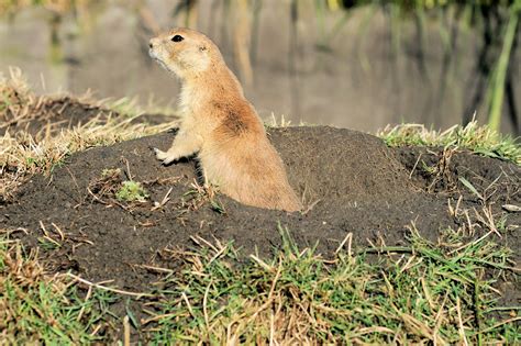 Prairie Dog 1 Free Photo Download Freeimages