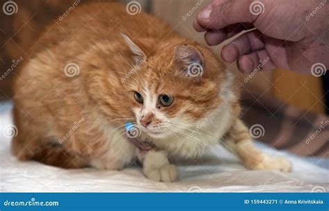 Sick Cat With A Catheter In His Paw Stock Image Image Of Animal