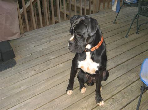 Pictures Of My Reverse Seal Brindle Chance Boxer Forum Boxer Breed