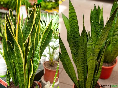 9 Best Snake Plant Varieties And Types You Can Grow Growingvale
