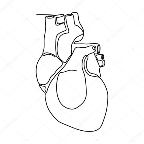Dibujo Continuo De Una Línea Del órgano Del Corazón Aislado Sobre