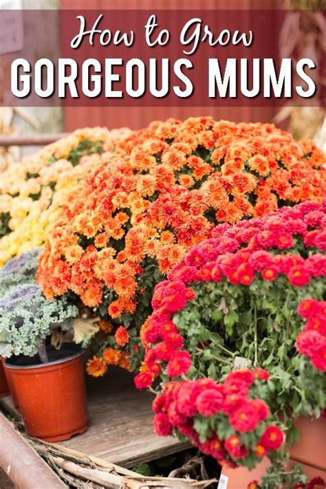 7 Tips To Grow Gorgeous Mums Garden Mum Grow Gorgeous Fall Mums