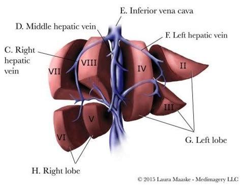 In humans, it is located in the right upper quadrant of the abdomen, below the diaphragm. Liver Segments.Sections of the Liver. Exploded Liver ...