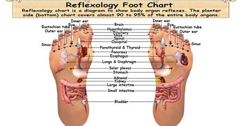 Foot Reflexology Chart Planter Dorsal Medial And Lateral Map