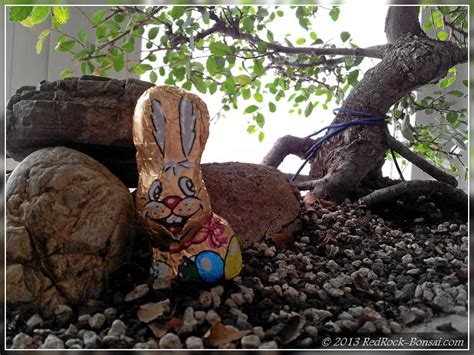 Floragard pinienrinde terrarienerde dekorrinde rindenmulch dekorinde dekomulch. März 2013 | RedRock-Bonsai.com