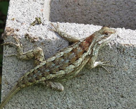 Texas Spiny Lizard Scheloporus Olivaceus Img0365 Flickr Photo