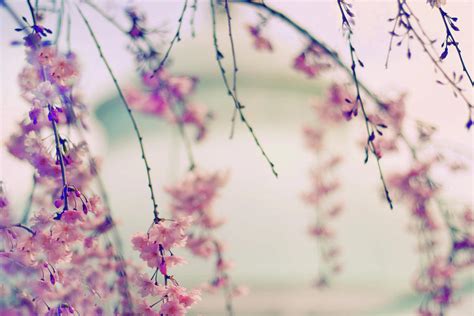 Cherry Blossom Breeze Photograph By Jessica Jenney Fine Art America