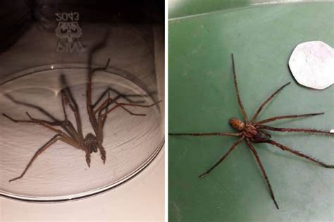 Towns In Britain Will Be Overwhelmed With Massive Spiders Daily Star