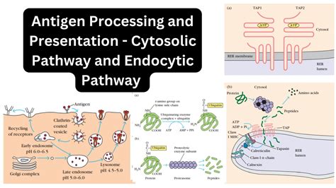 Antigen Processing And Presentation Cytosolic Pathway And Endocytic