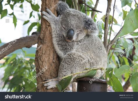 Koala Sleeping In Tree