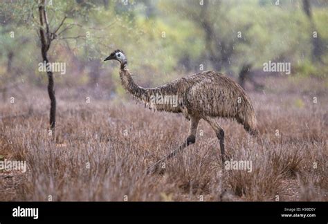 Emu Dromaius Novaehollandiae Outback Queensland Australia Stock