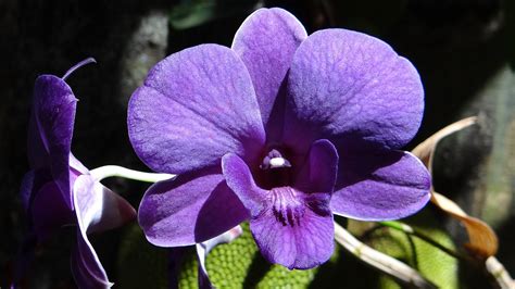 Images Dendrobium Orchid Violet Flowers Closeup 1920x1080