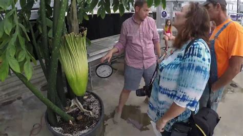 Corpse Flower Time Lapse Youtube