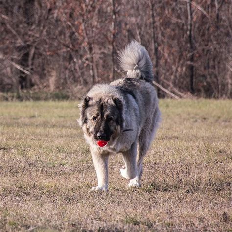 Breed Review Caucasian Shepherd Dog 21 Pics Page 6 Of 7 Pettime