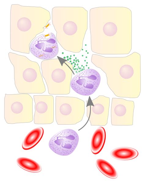 Pin On Cells