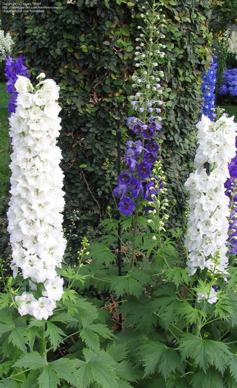 Plantfiles Pictures Larkspur Candle Delphinium Galahad Delphinium