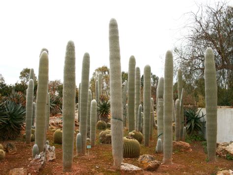 Cephalocereus senilis (Old Man Cactus) | World of Succulents