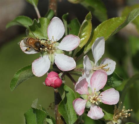 Nov 21, 2010 · the effects of frost on apple trees bud damage. Freeze Damage to Local Fruit Crops | NC State Extension