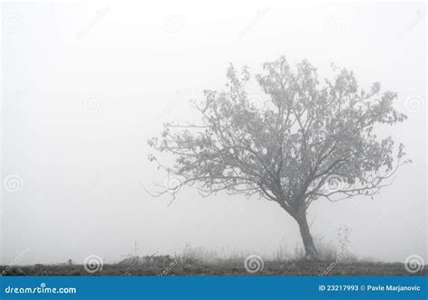Lone Tree In The Fog Stock Image Image Of Morning Misty 23217993