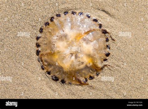 Compass Jellyfish Chrysaora Hysoscella Stranded On The Beach Stock