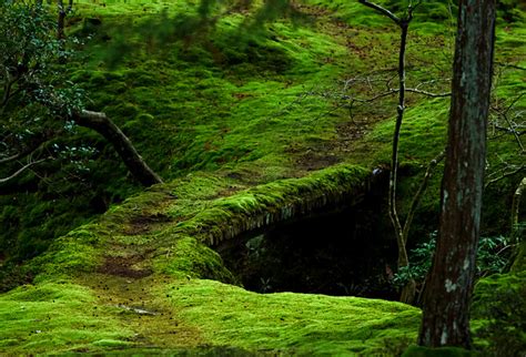 Hidden Path Wandering Through The Forest You Never Know Wh Flickr