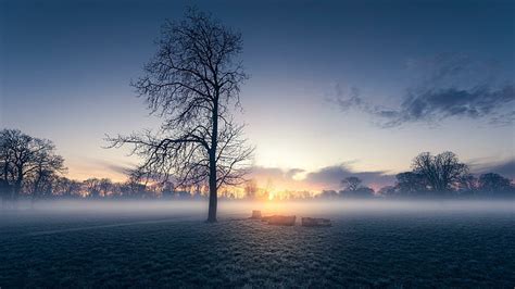Hd Wallpaper Misty Morning Lone Tree Lonely Tree Field Sunrise